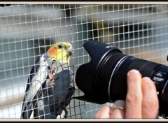 Fonds d'cran Animaux Le petit oiseau est sorti!