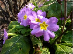 Wallpapers Nature Fleurs violettes