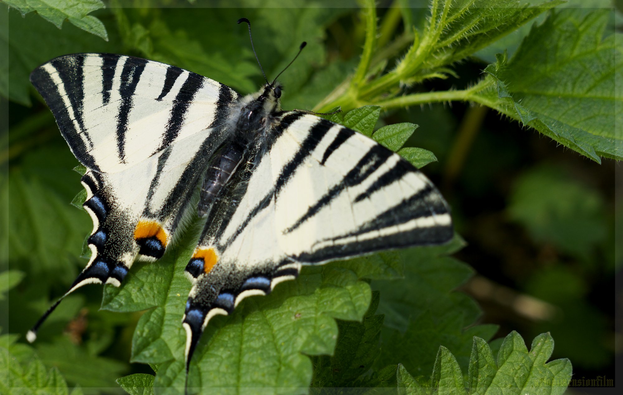 Wallpapers Animals Insects - Butterflies Papillon sur l'ortie.