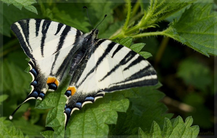 Wallpapers Animals Insects - Butterflies Papillon sur l'ortie.