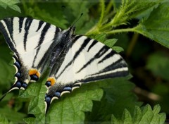 Fonds d'cran Animaux Papillon sur l'ortie.