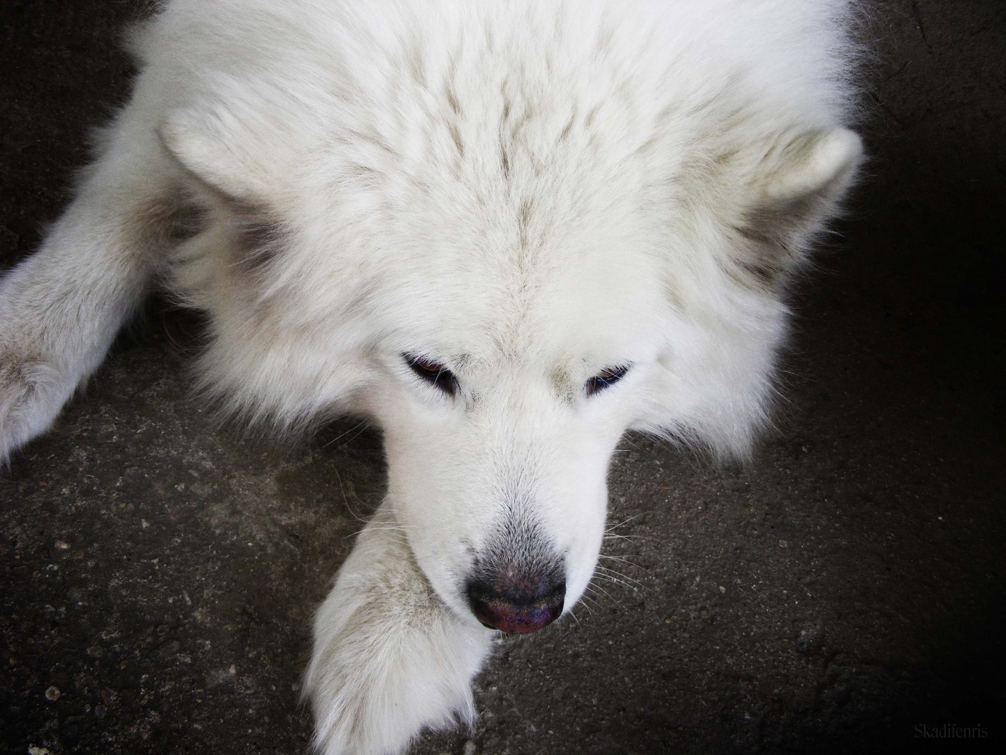 Fonds d'cran Animaux Chiens Le samoyde