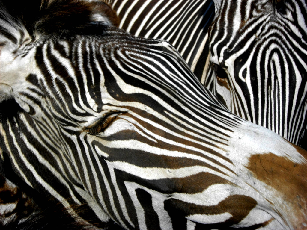 Wallpapers Animals Zebras Zbrement