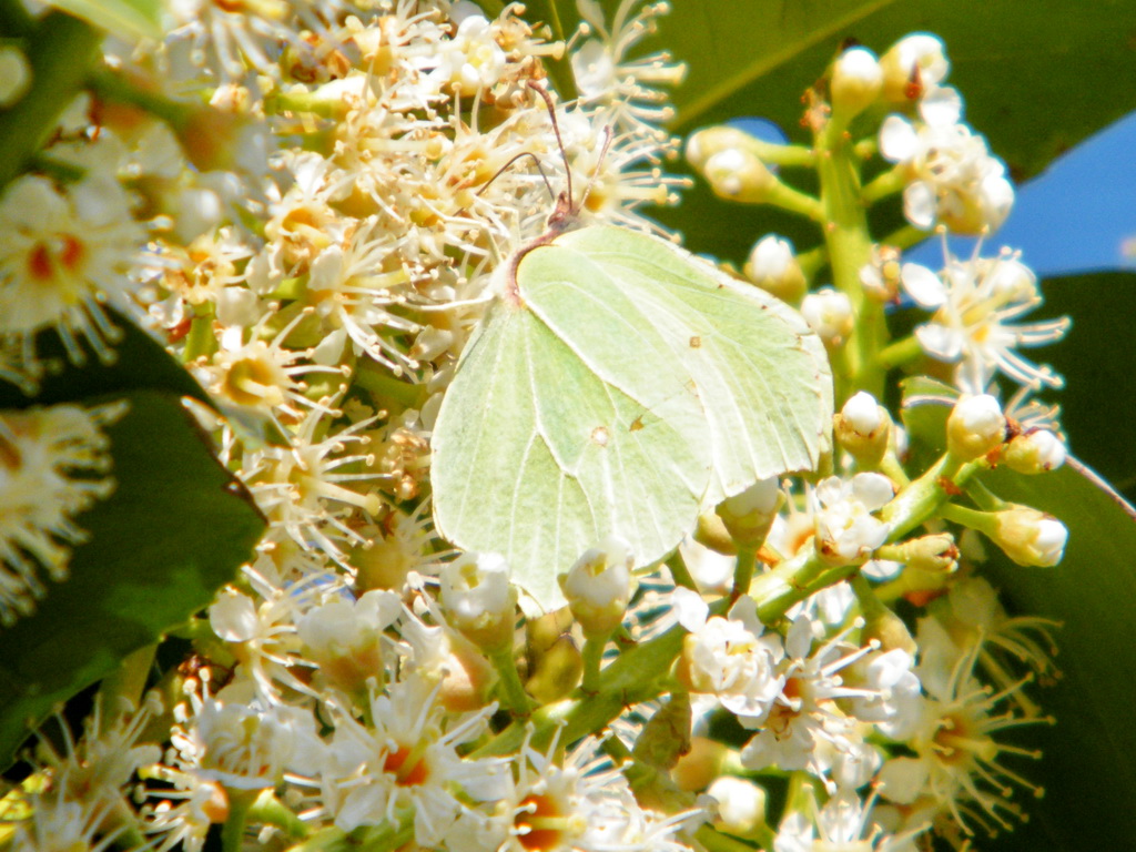 Fonds d'cran Animaux Insectes - Papillons 