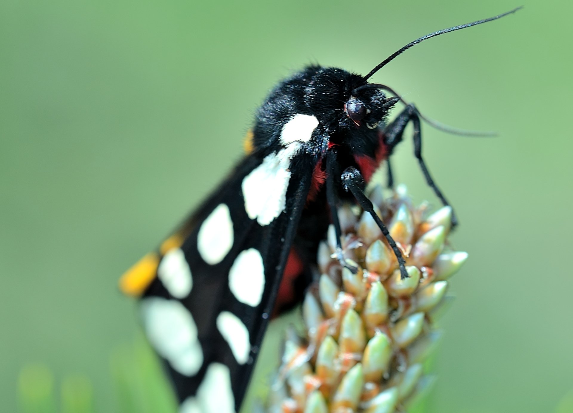 Fonds d'cran Animaux Insectes - Papillons Ecaille fermire ou villageoise - papillon de nuit