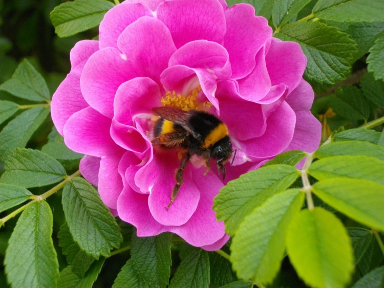 Fonds d'cran Animaux Insectes - Abeilles Gupes ... je bourdonne de plaisir