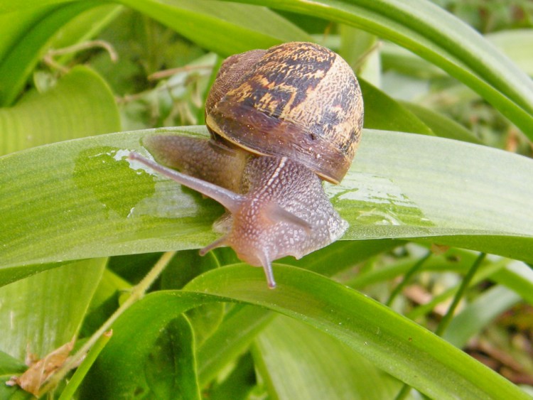 Fonds d'cran Animaux Escargots - Limaces Wallpaper N279233