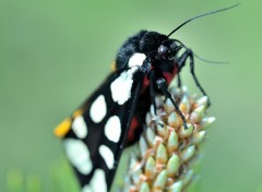 Fonds d'cran Animaux Ecaille fermire ou villageoise - papillon de nuit