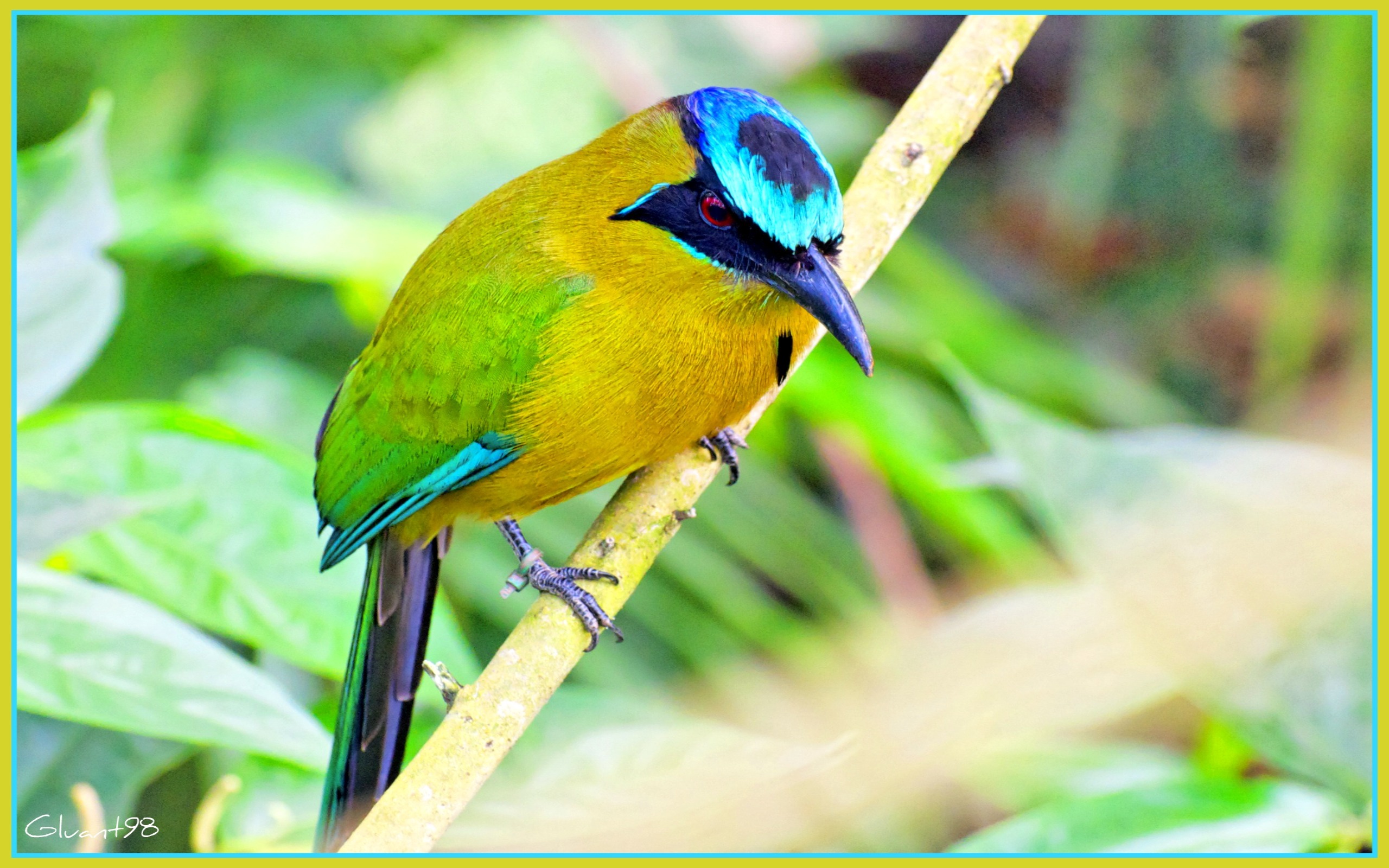 Fonds d'cran Animaux Oiseaux - Divers Petit oiseau