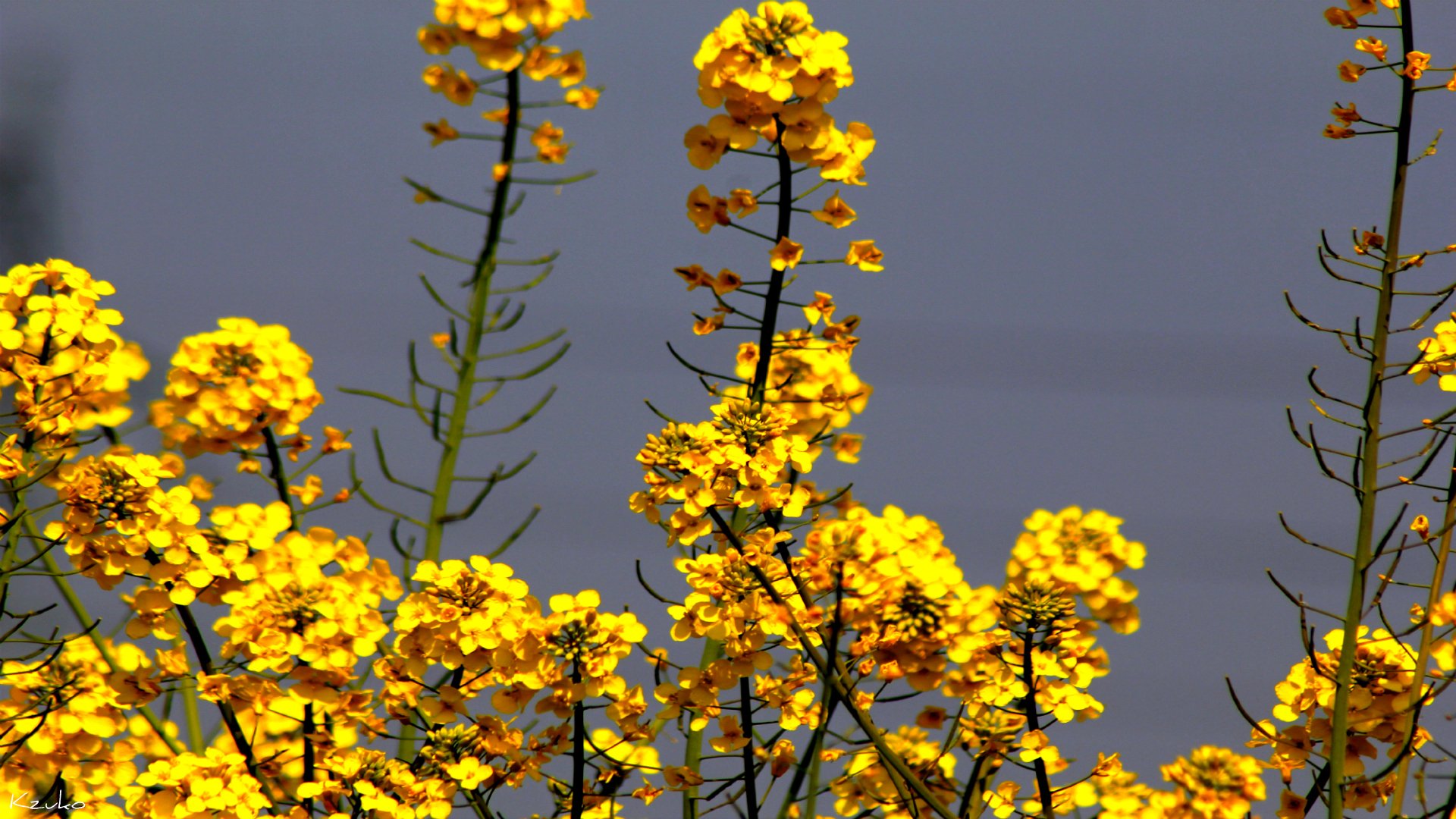 Fonds d'cran Art - Numrique Nature - Fleurs 