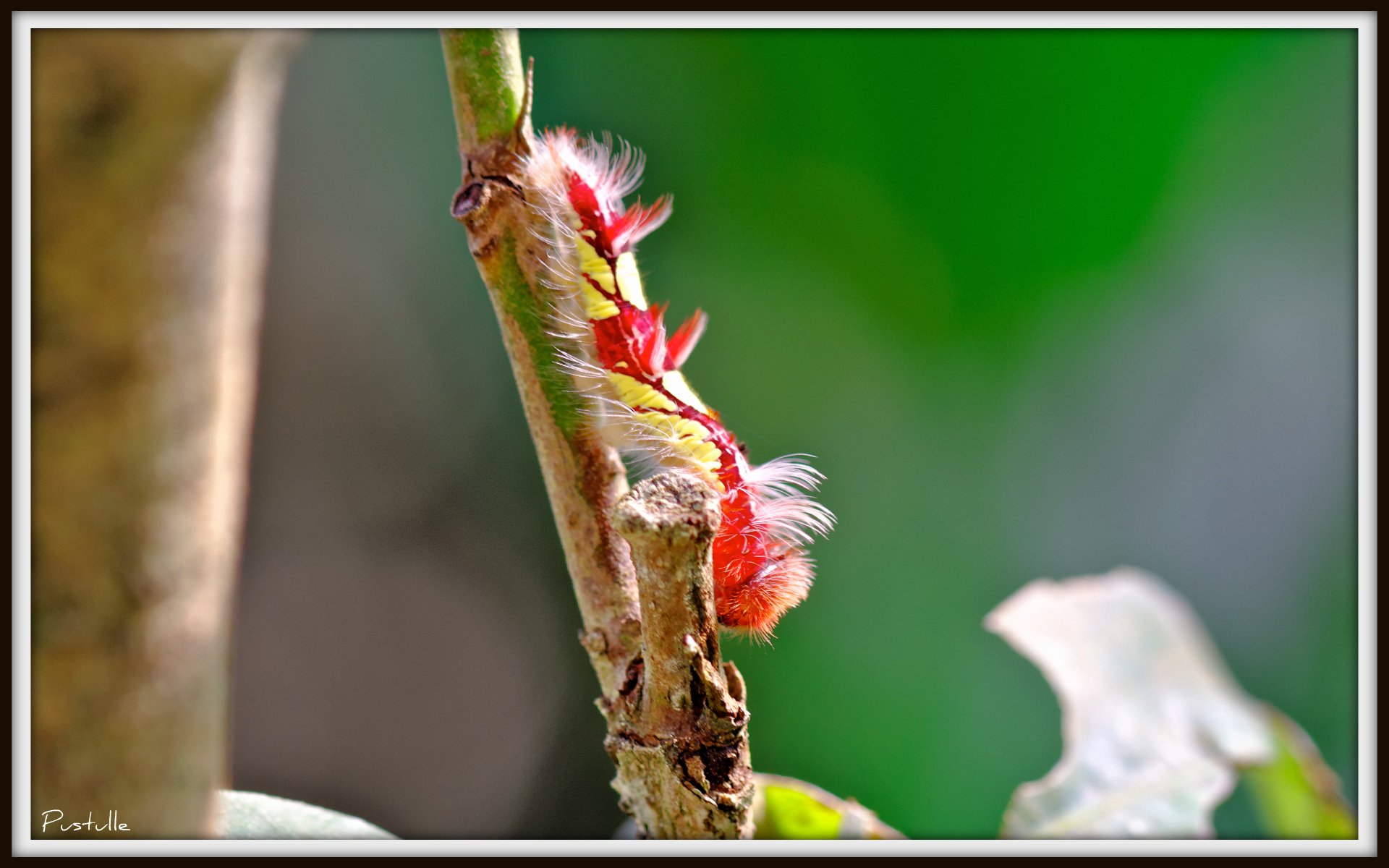 Wallpapers Animals Insects - Caterpillars Bientt Papillon