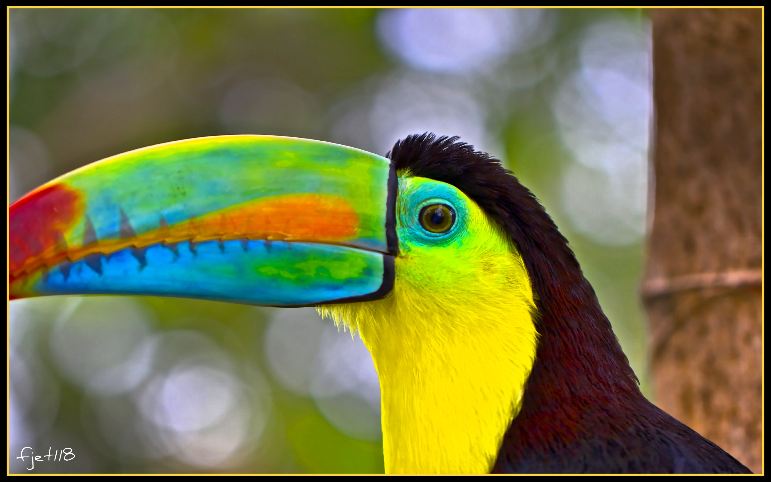 Wallpapers Animals Birds - Toucans Toucan