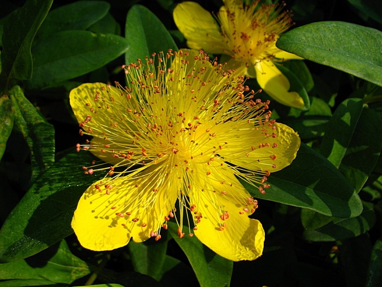 Fonds d'cran Nature Fleurs Millepertuis 