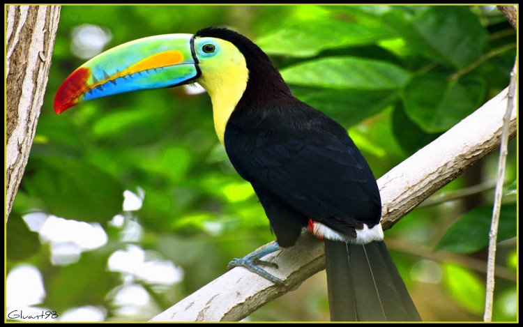 Fonds d'cran Animaux Oiseaux - Toucans Un toucan