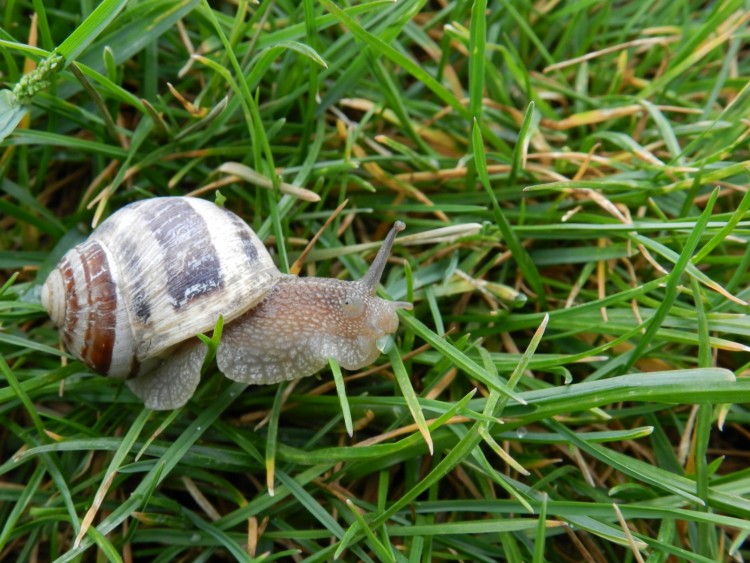 Wallpapers Animals Snails - Slugs Hlix aspersa aspersa