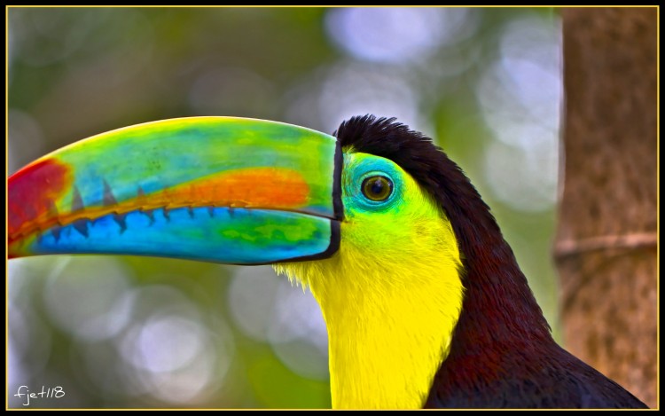 Wallpapers Animals Birds - Toucans Toucan