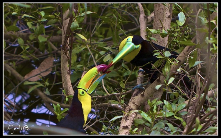 Fonds d'cran Animaux Oiseaux - Toucans 2 Toucans amoureux