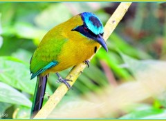 Wallpapers Animals Petit oiseau