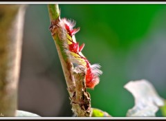 Wallpapers Animals Bientt Papillon