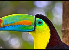 Fonds d'cran Animaux Toucan