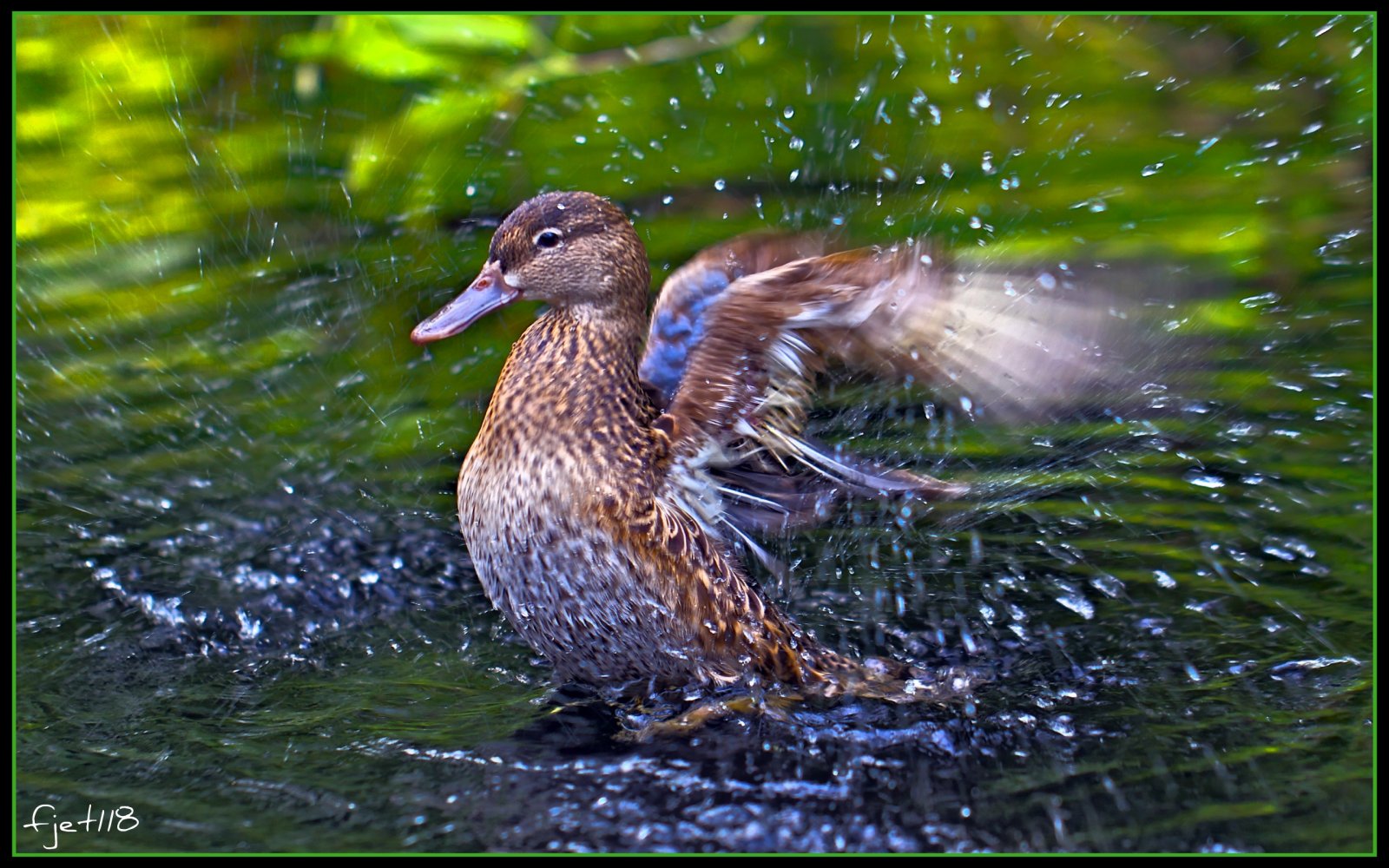 Fonds d'cran Animaux Oiseaux - Canards Canard