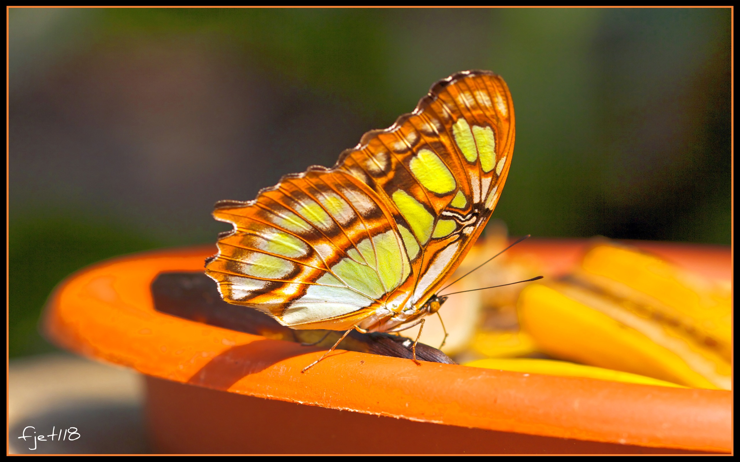 Fonds d'cran Animaux Insectes - Papillons Papillons2