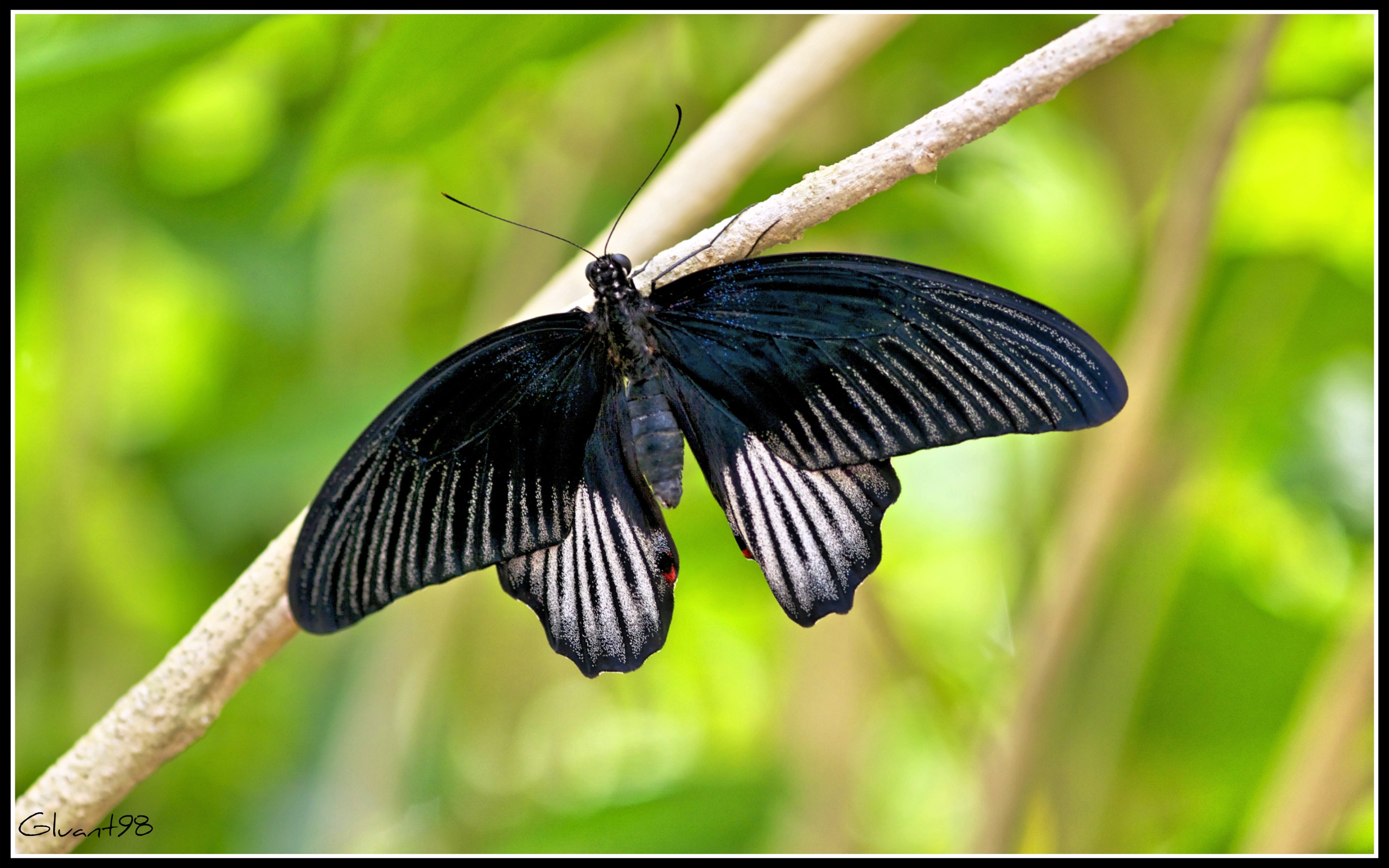 Wallpapers Animals Insects - Butterflies Papillon 