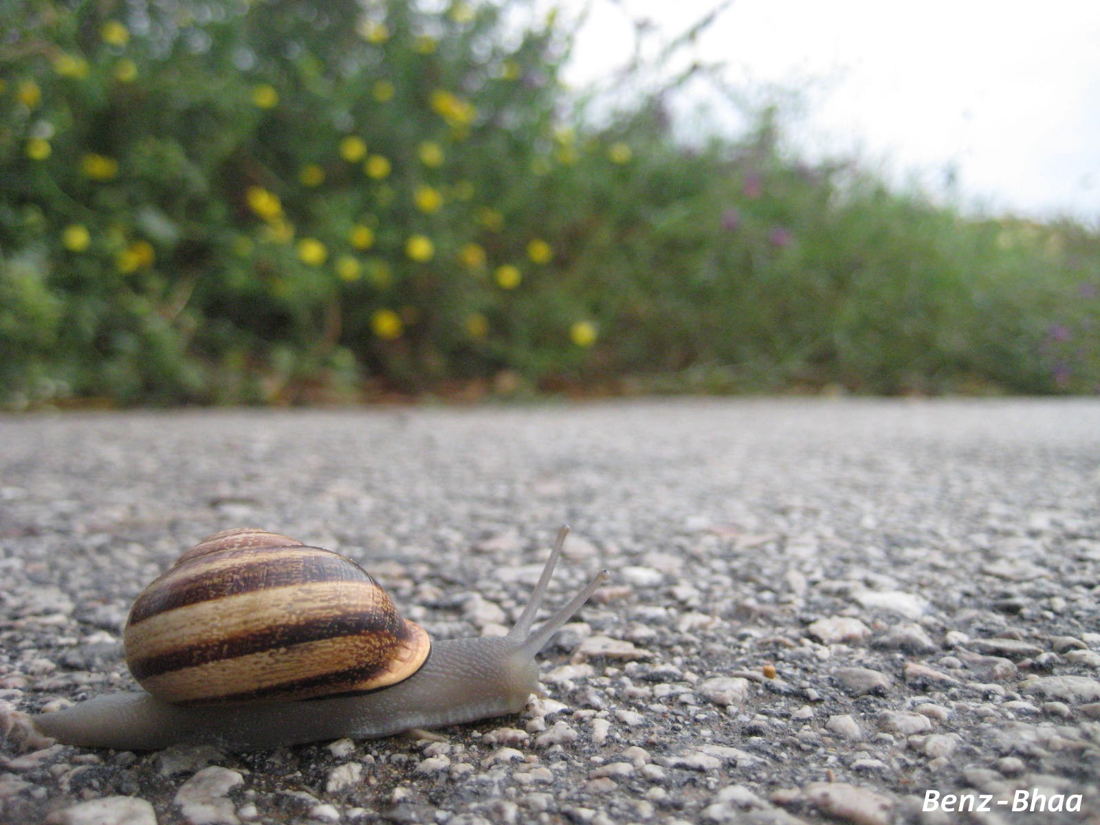 Fonds d'cran Animaux Escargots - Limaces benz-bahaa