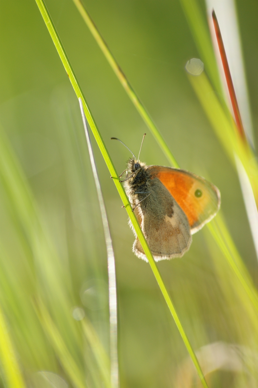 Wallpapers Animals Insects - Butterflies je grimpe...