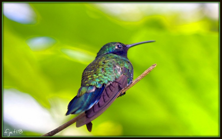 Fonds d'cran Animaux Oiseaux - Colibris Colibri