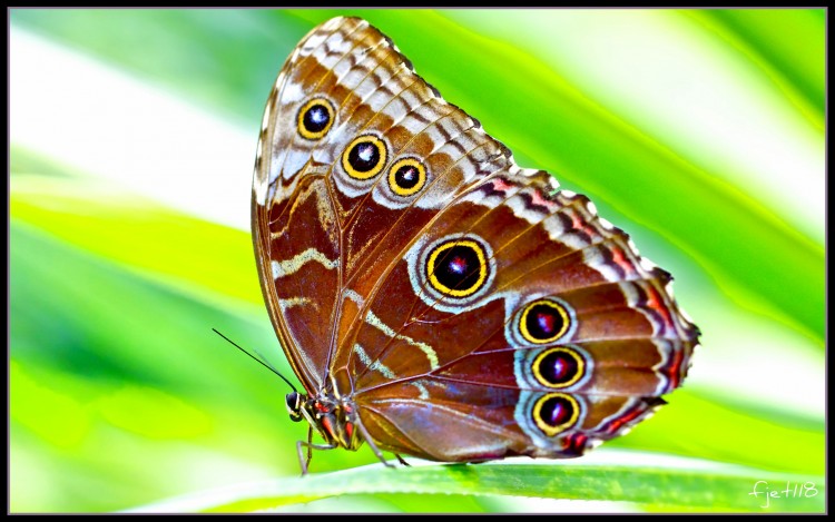 Fonds d'cran Animaux Insectes - Papillons Papillons1