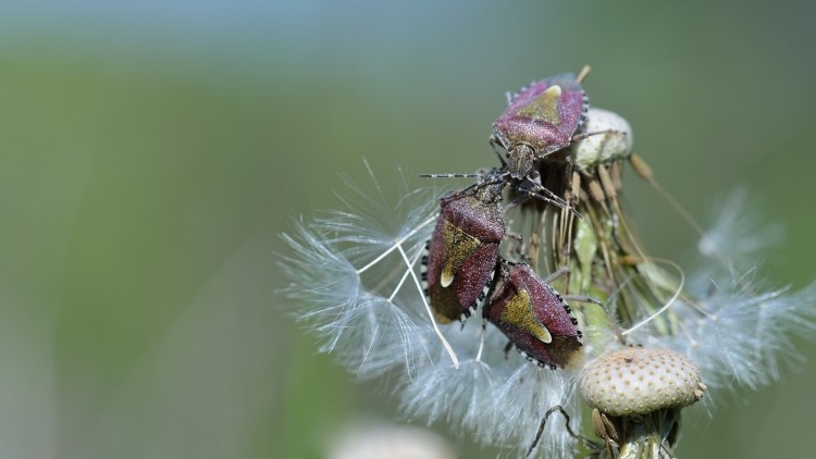 Fonds d'cran Animaux Insectes - Punaises Confrence au sommet