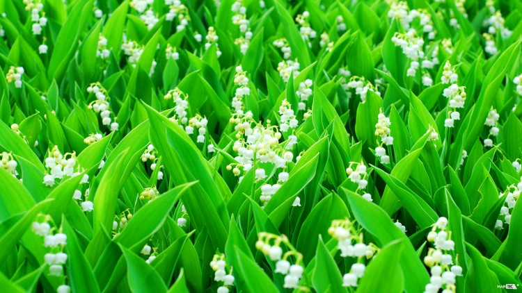 Fonds d'cran Nature Fleurs Lily of the valley