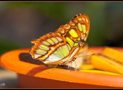 Fonds d'cran Animaux Papillons2