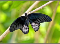 Fonds d'cran Animaux Papillon 