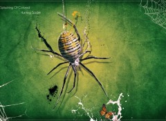 Fonds d'cran Art - Numrique Hunting Spider