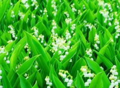 Fonds d'cran Nature Lily of the valley