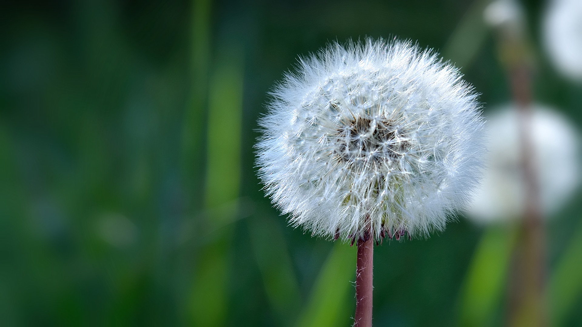 Fonds d'cran Nature Fleurs boule de lumire