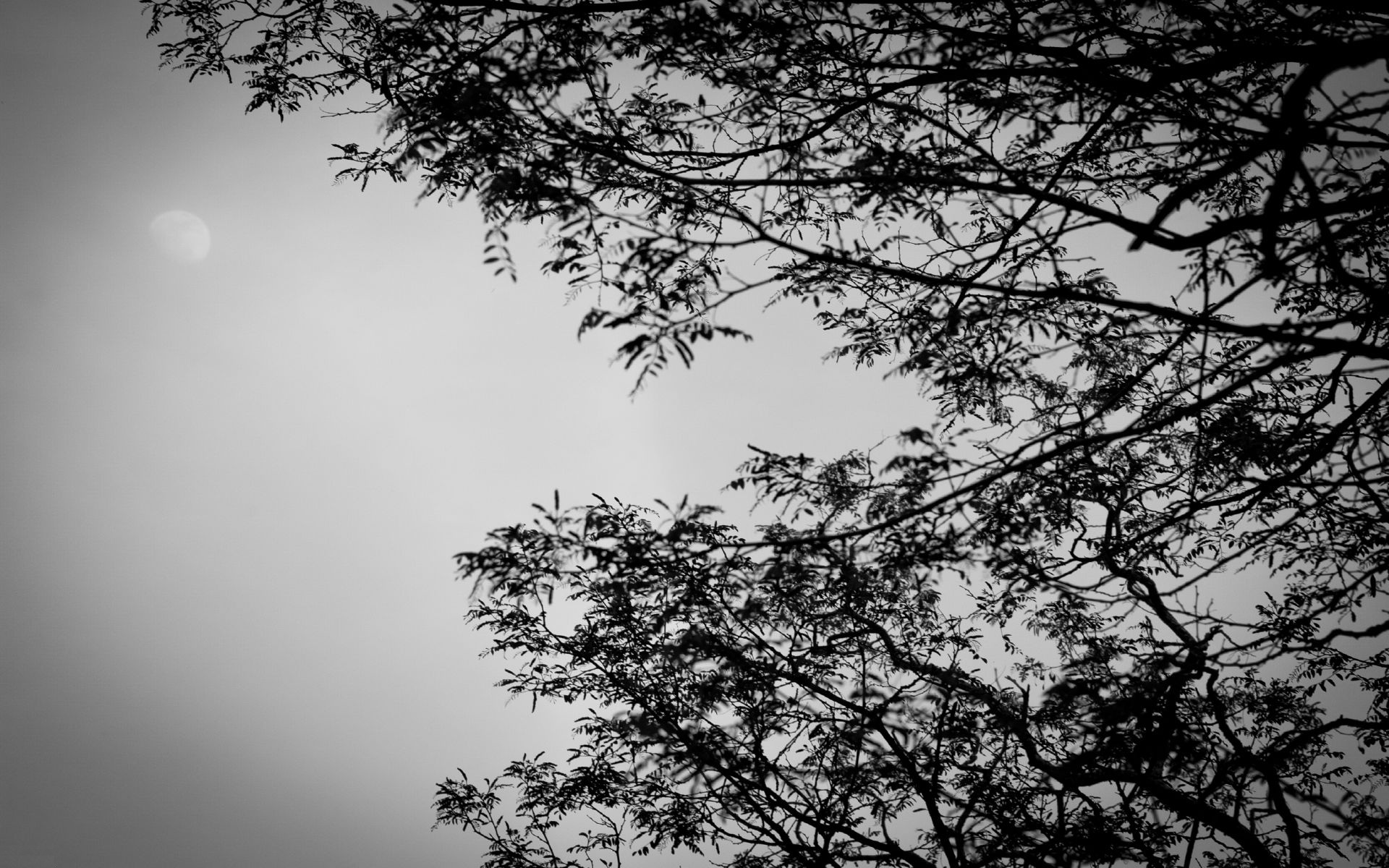 Fonds d'cran Nature Noir et Blanc Lune