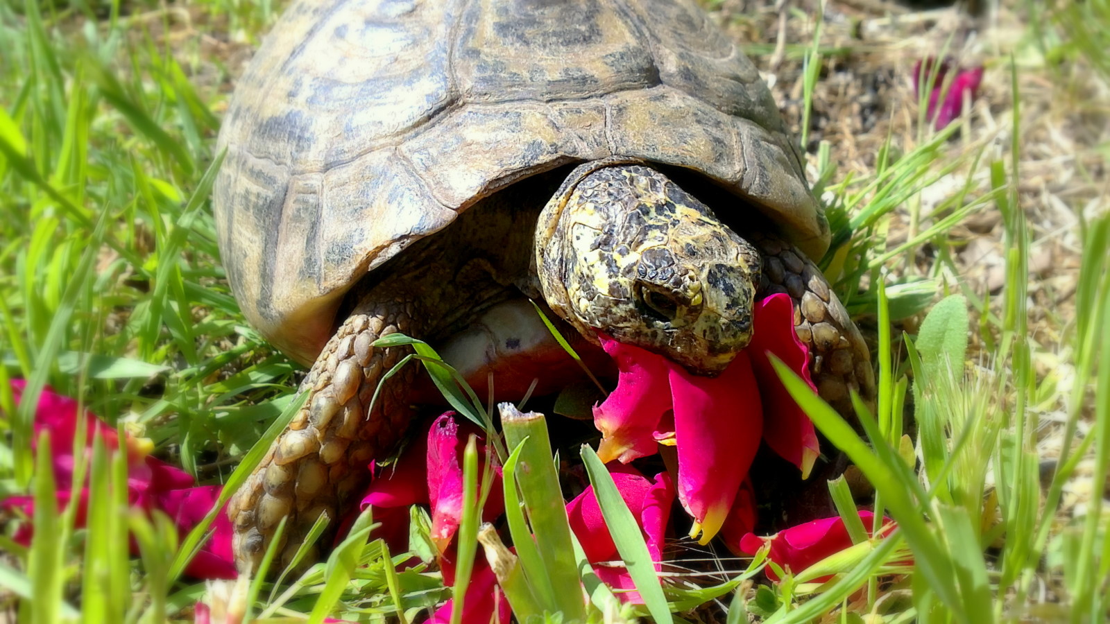 Fonds d'cran Animaux Tortues Caroline mange des ptales de roses