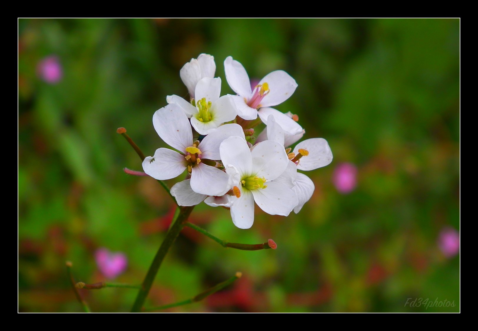 Fonds d'cran Nature Fleurs 