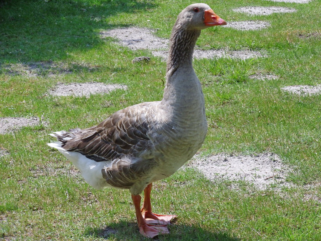 Fonds d'cran Animaux Oiseaux - Oies 