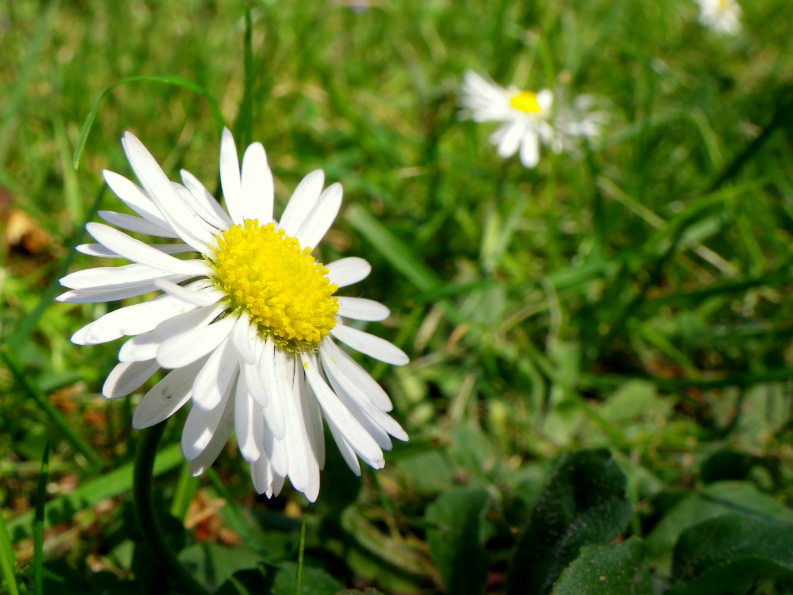 Fonds d'cran Nature Fleurs Pques..rettes?