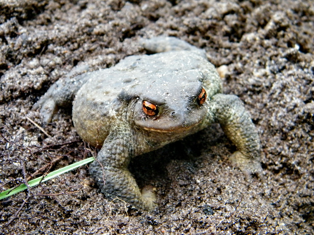 Fonds d'cran Animaux Grenouilles - Crapauds 