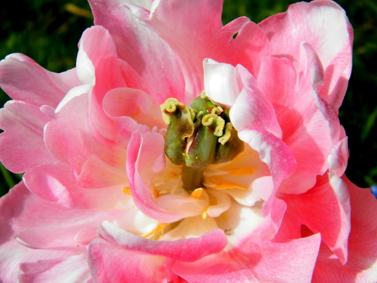 Fonds d'cran Nature Fleurs coeur de fleur