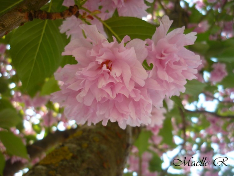 Fonds d'cran Nature Fleurs Fleur