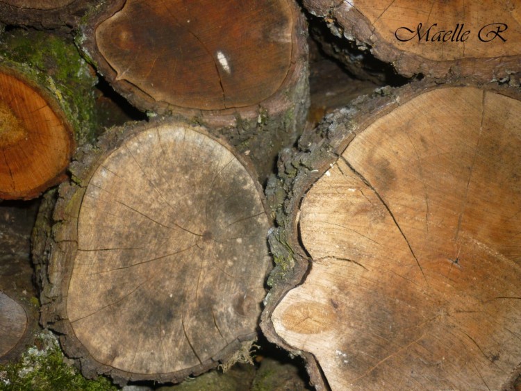 Fonds d'cran Nature Arbres - Forts bois 