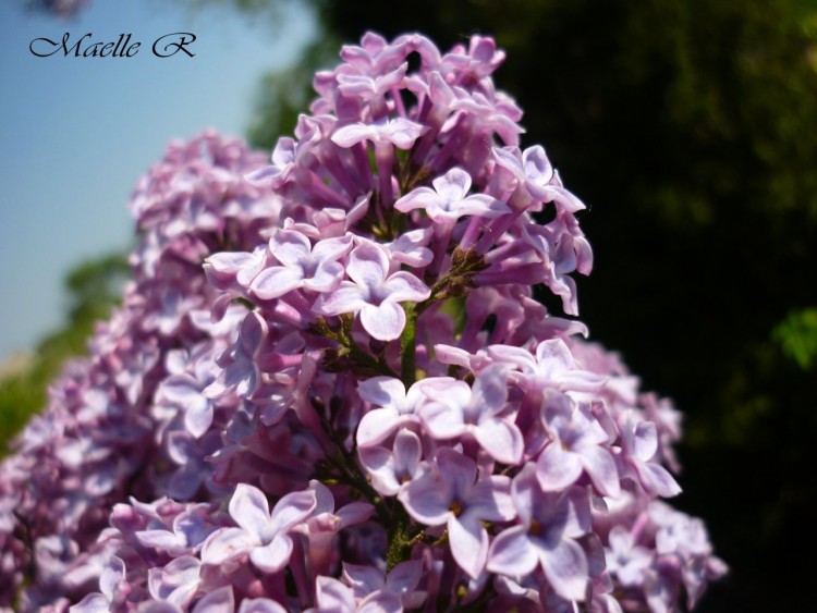 Fonds d'cran Nature Fleurs lilas