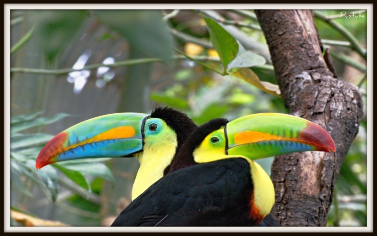 Wallpapers Animals Birds - Toucans L'amour c'est........