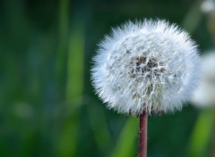 Wallpapers Nature boule de lumire